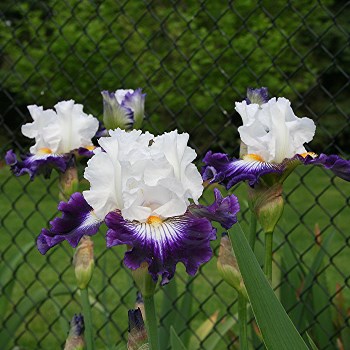 Iris d'Allemagne, Iris barbu Iris germanica Dancing Star