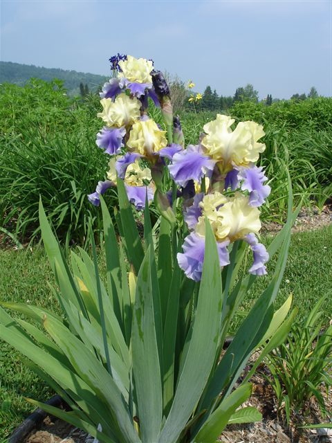 Iris d'Allemagne, Iris barbu Iris germanica Edith Wilford