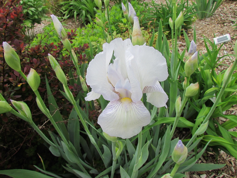 Iris d&rsquo;Allemagne, Iris barbu, Iris germanica 'English Cottage'