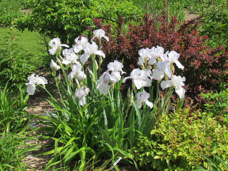 Iris d'Allemagne, Iris barbu Iris germanica English Cottage