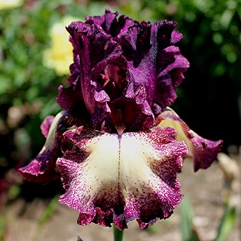 Iris d'Allemagne, Iris barbu Iris germanica Epicenter