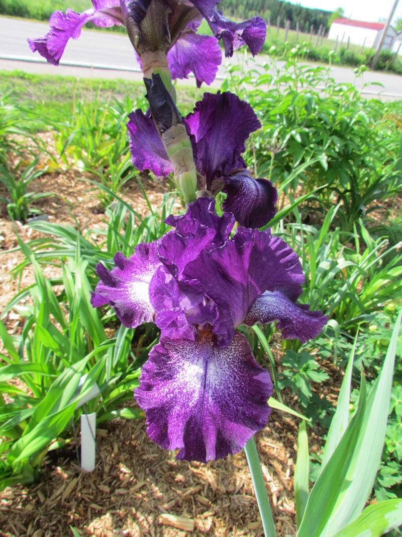 Iris d'Allemagne, Iris barbu Iris germanica Eramosa Ridge