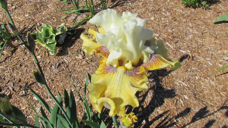 Iris d&rsquo;Allemagne, Iris barbu, Iris germanica 'Fancy A Flutter'
