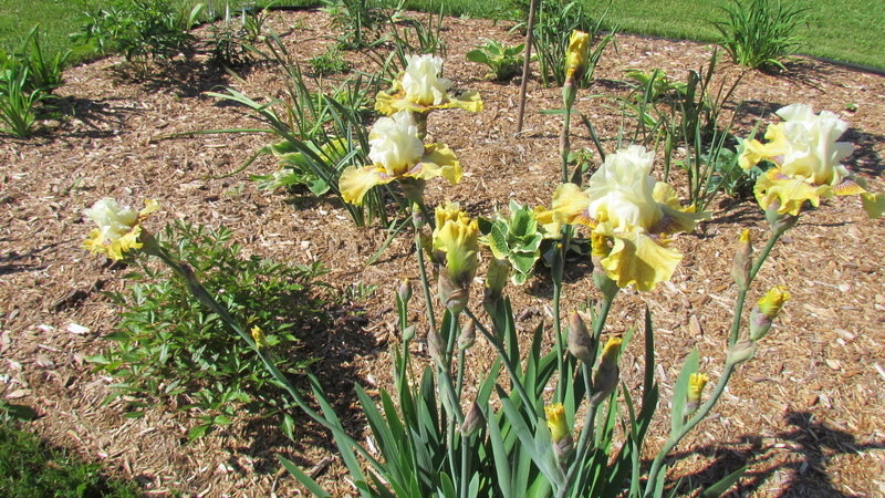 Iris d'Allemagne, Iris barbu Iris germanica Fancy A Flutter