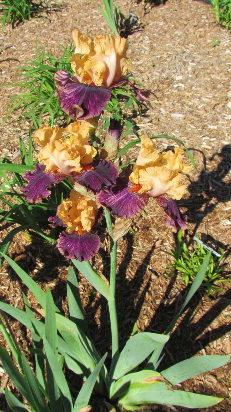 Iris d'Allemagne, Iris barbu Iris germanica Fruit Stripe