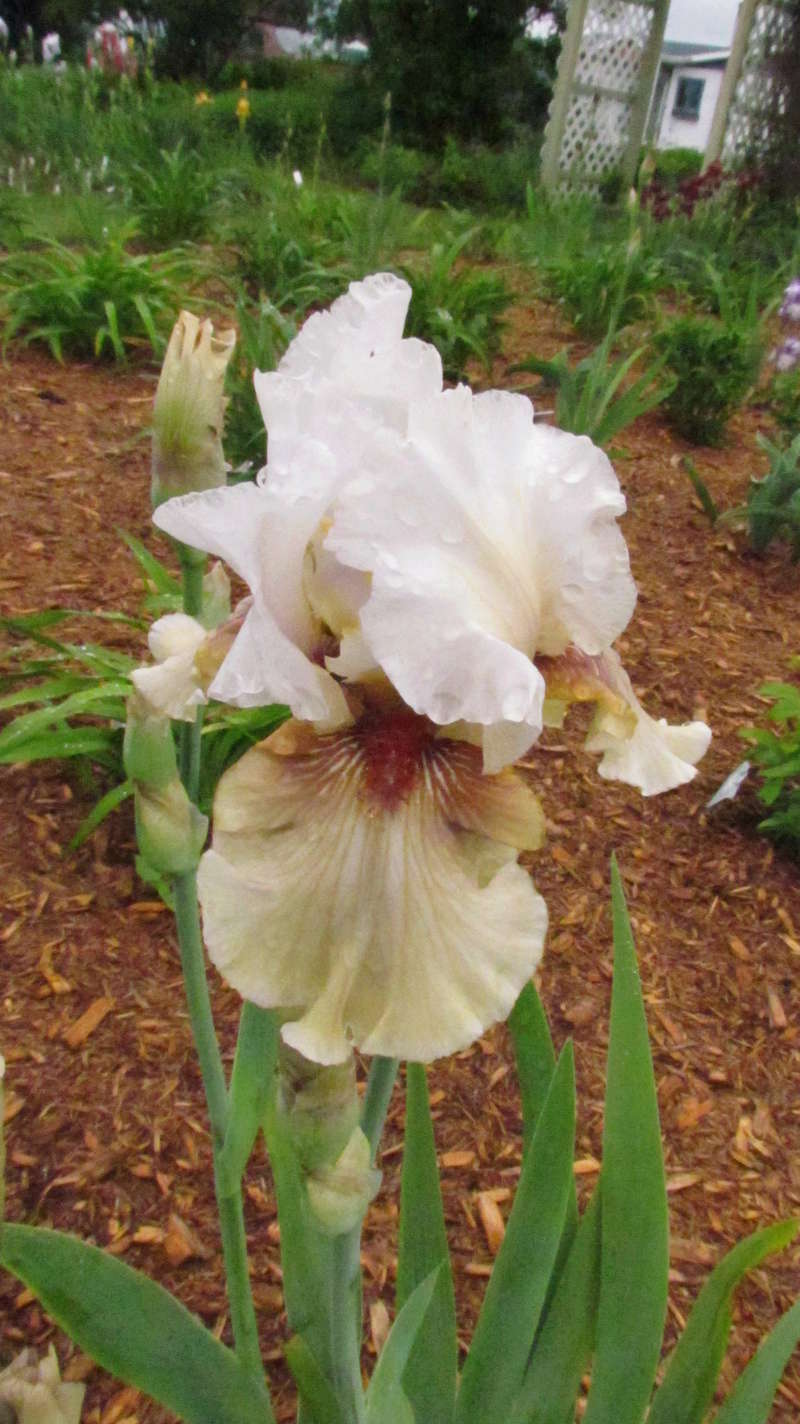 Iris d'Allemagne, Iris barbu Iris germanica Guatamala