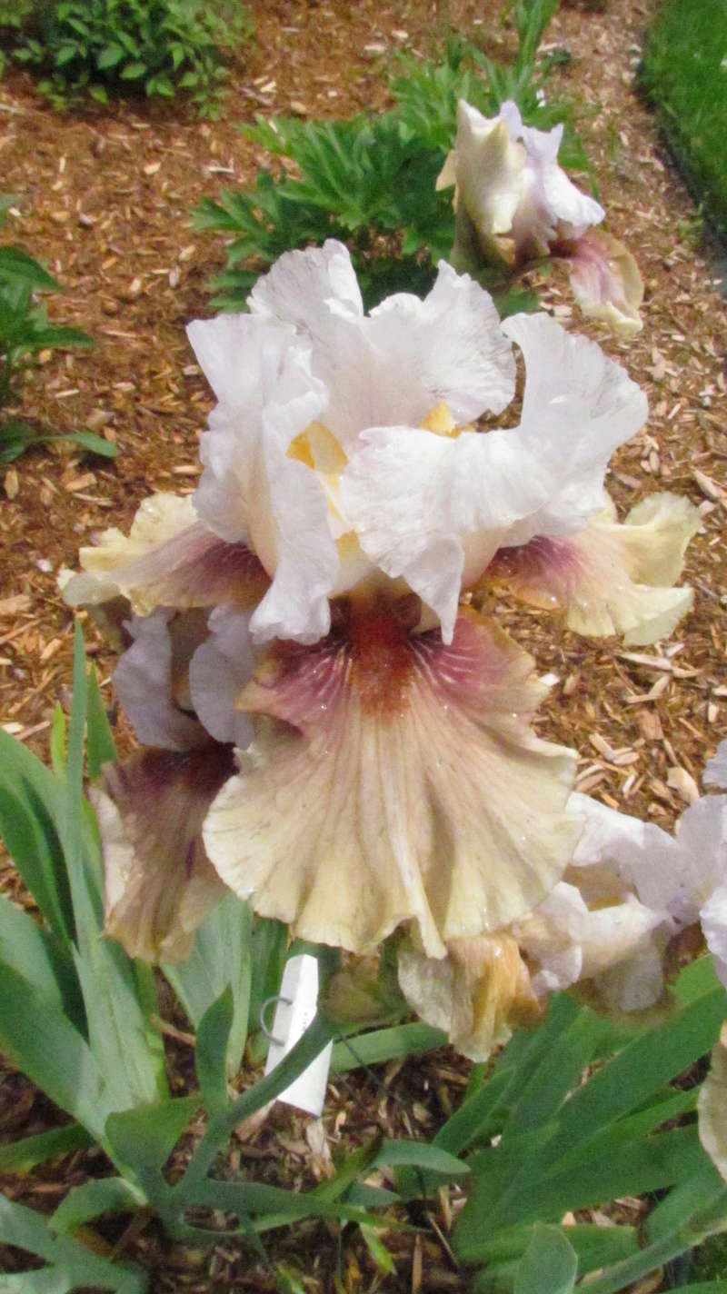 Iris d'Allemagne, Iris barbu Iris germanica Guatamala