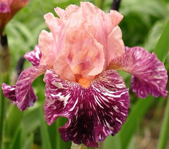 Iris d&rsquo;Allemagne, Iris barbu, Iris germanica 'Anaconda Love'