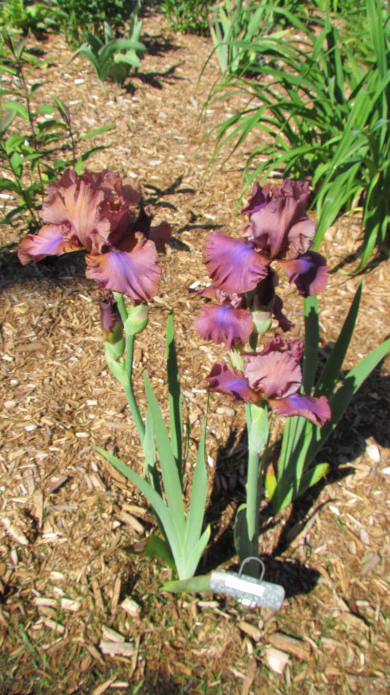 Iris d&rsquo;Allemagne, Iris barbu, Iris germanica 'Arc of Colours'