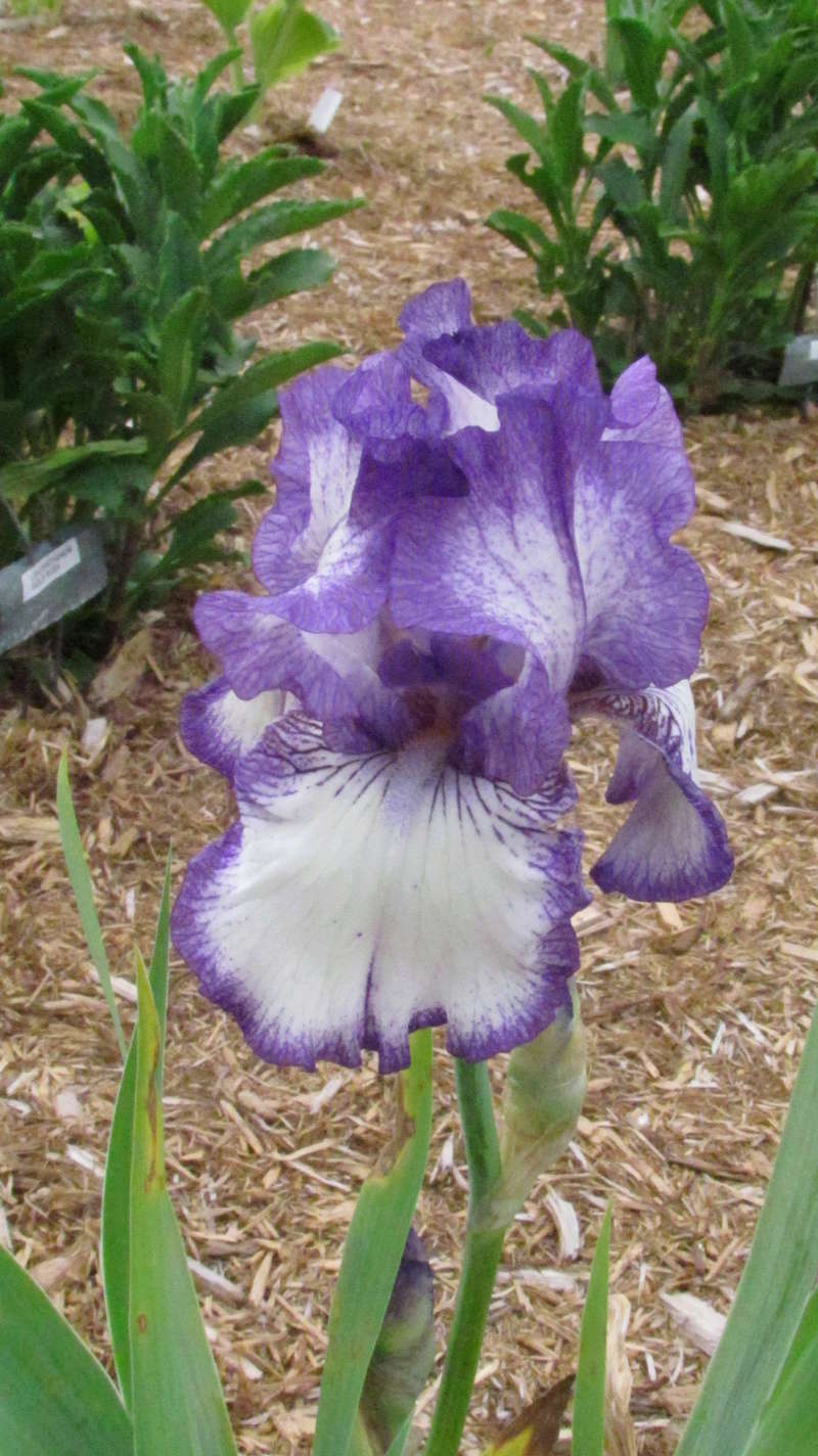 Iris d'Allemagne, Iris barbu Iris germanica Autumn Circus
