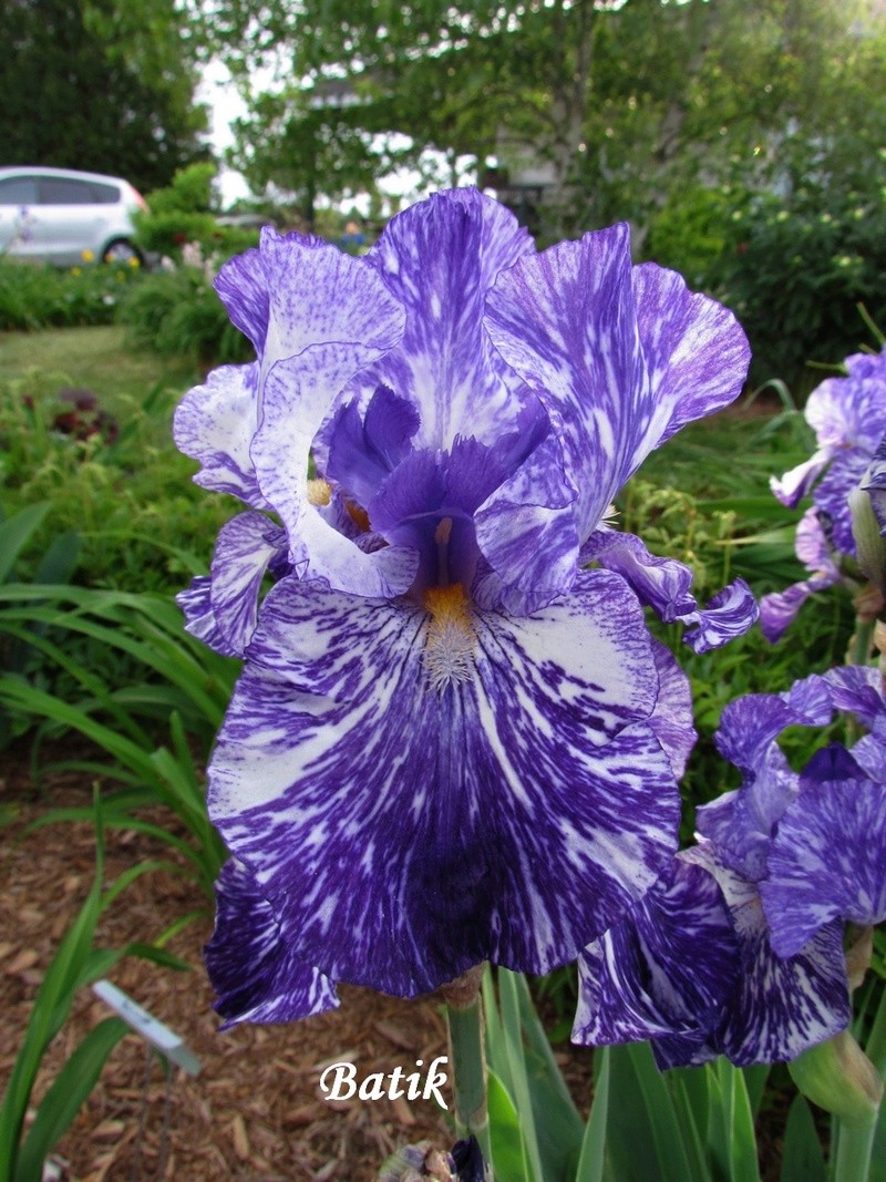 Iris d'Allemagne, Iris barbu Iris germanica Batik