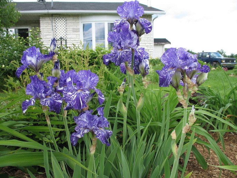 Iris d&rsquo;Allemagne, Iris barbu, Iris germanica 'Batik'