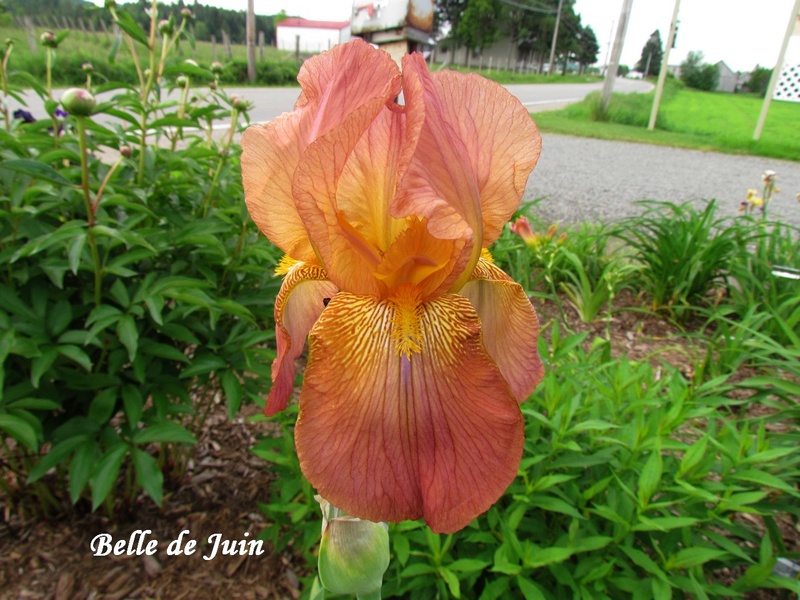 Iris d&rsquo;Allemagne, Iris barbu, Iris germanica 'Belle de Juin'