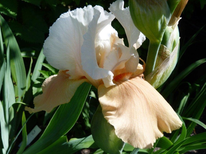 Iris d&rsquo;Allemagne, Iris barbu, Iris germanica 'Blazing Sunrise'