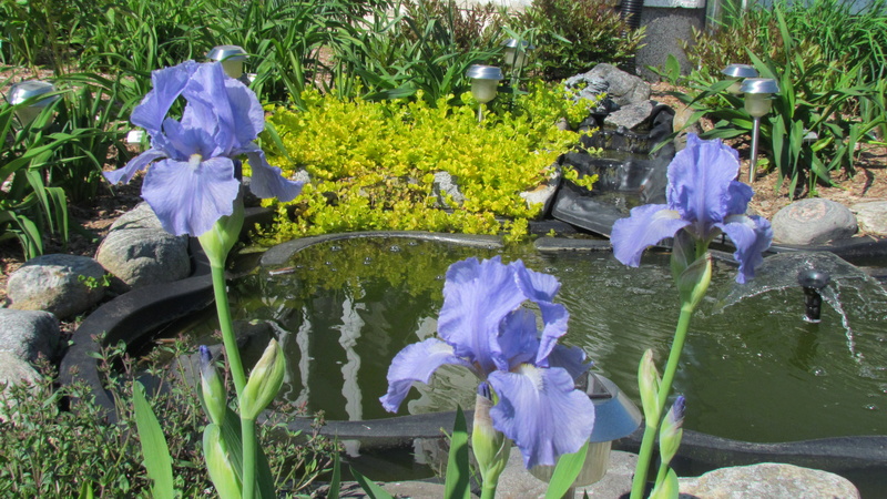 Iris d'Allemagne, Iris barbu Iris germanica Bleu Azur