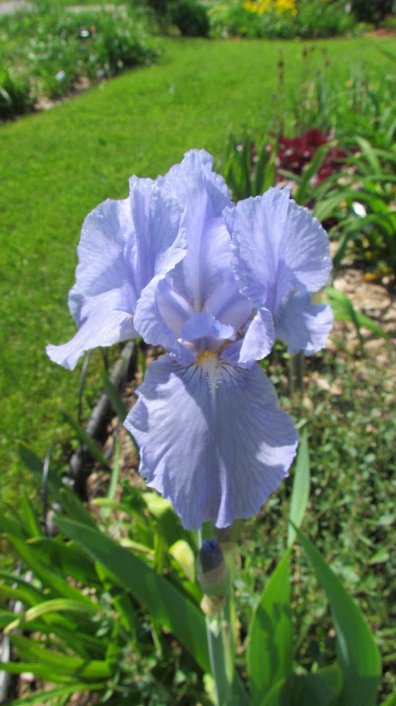 Iris d'Allemagne, Iris barbu Iris germanica Bleu Azur