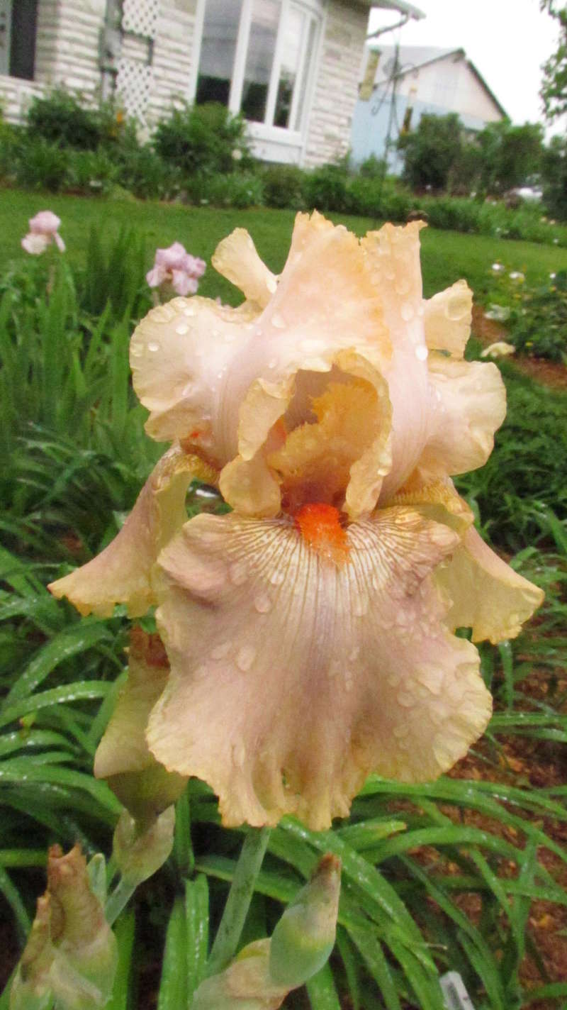 Iris d'Allemagne, Iris barbu Iris germanica Buckskin Babe