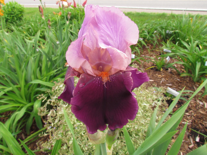 Iris d'Allemagne, Iris barbu Iris germanica Camelot Rose