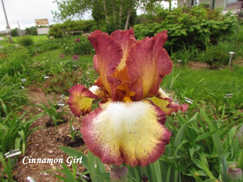 Iris d'Allemagne, Iris barbu Iris germanica Cinnamon Gril