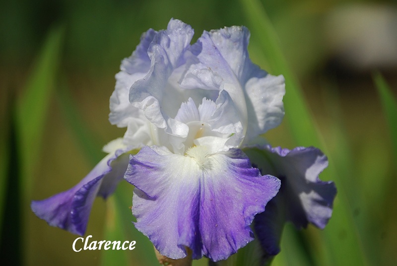 Iris d'Allemagne, Iris barbu Iris germanica Clarence