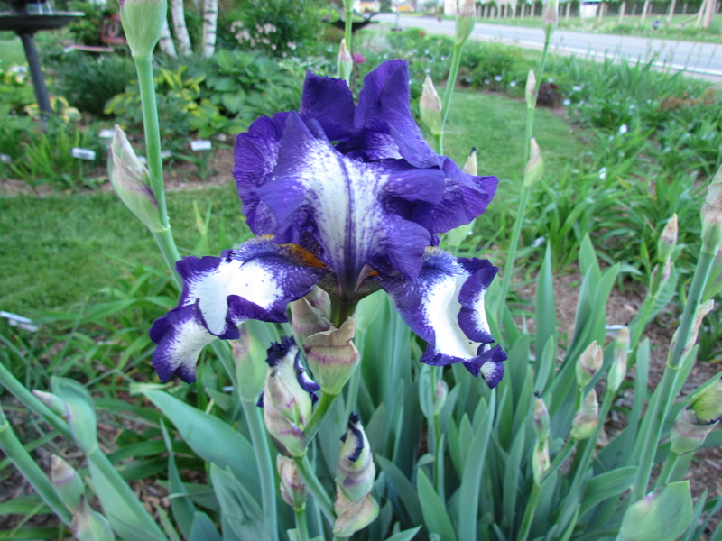 Iris d'Allemagne, Iris barbu Iris germanica Cozy Calico