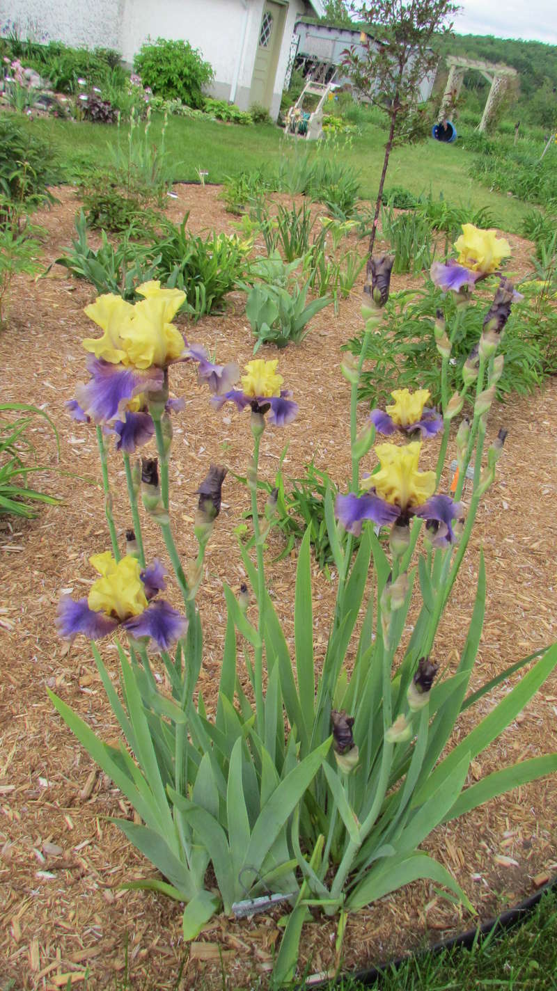 Iris d'Allemagne, Iris barbu Iris germanica Jurassic Park