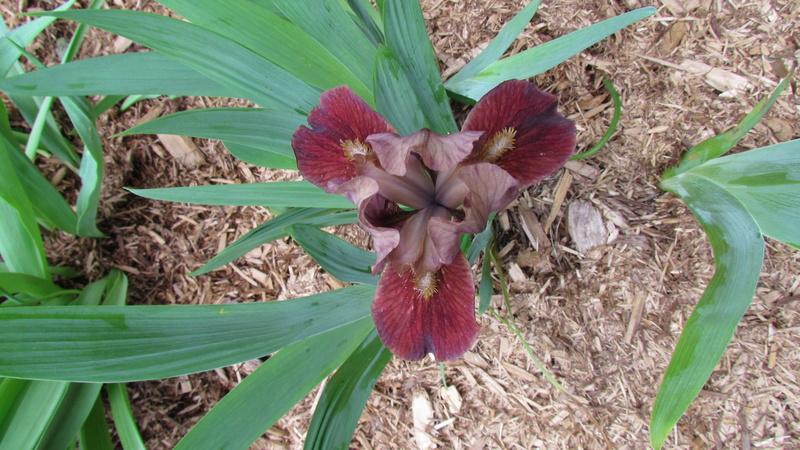 Iris d'Allemagne, Iris barbu Iris germanica Jungle Jem