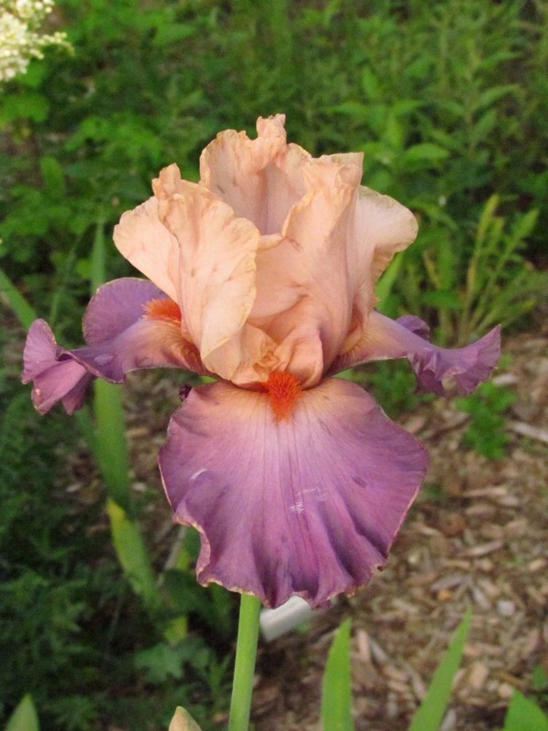 Iris d&rsquo;Allemagne, Iris barbu, Iris germanica 'Jungle Jem'