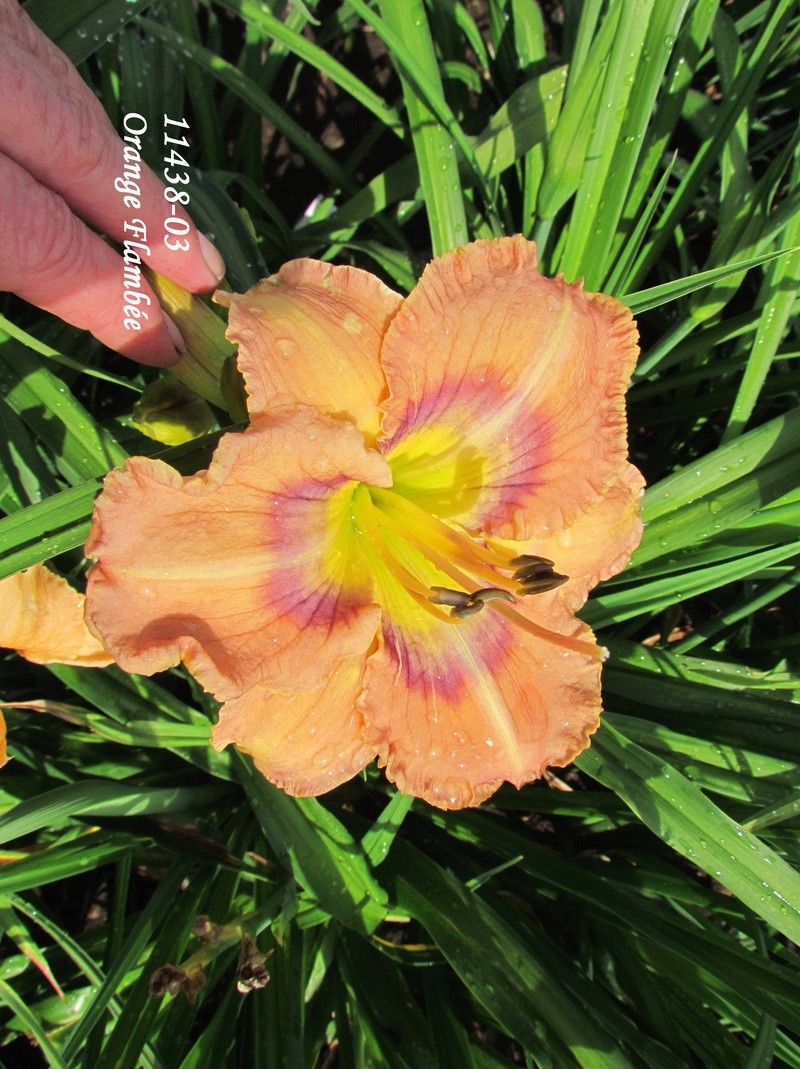 H&eacute;m&eacute;rocalle, Hemerocallis ×hybrida 'Orange Flamb&eacute;e'