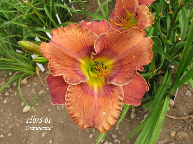 Hémérocalle Hemerocallis ×hybrida Orangerine