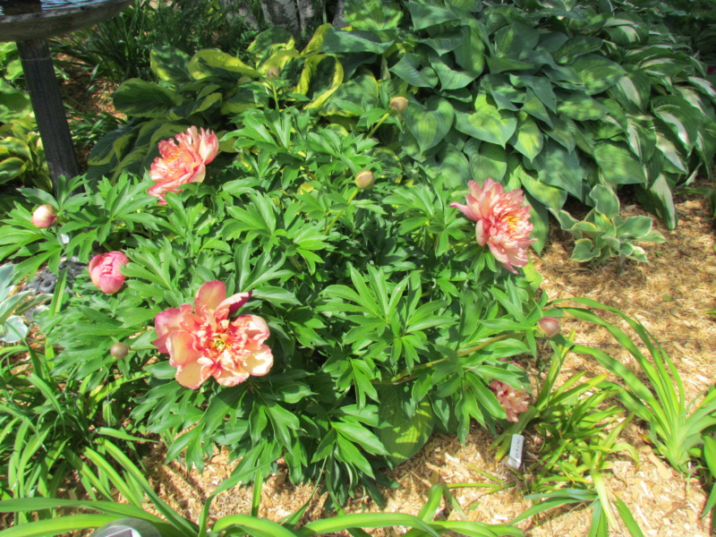 Pivoine Paeonia ×itoh Kopper Keetle