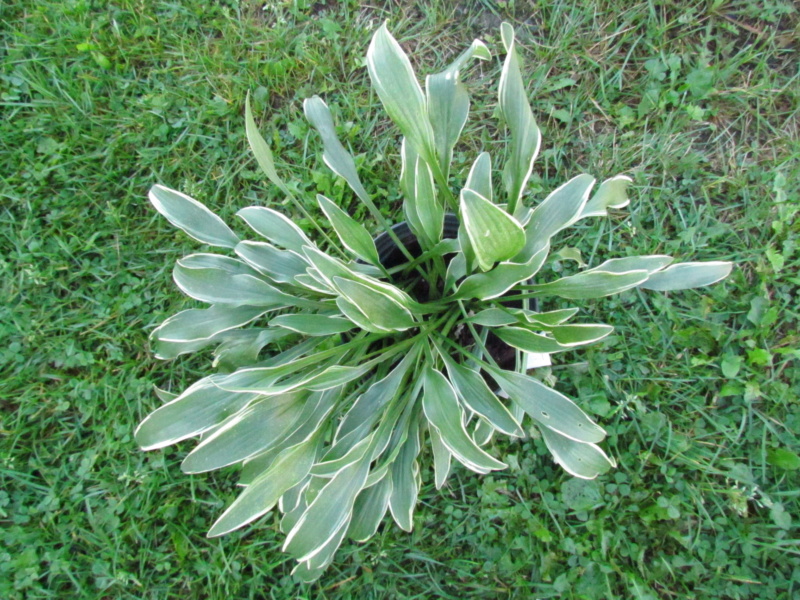 Hosta ×hybrida 'Vera Verde'