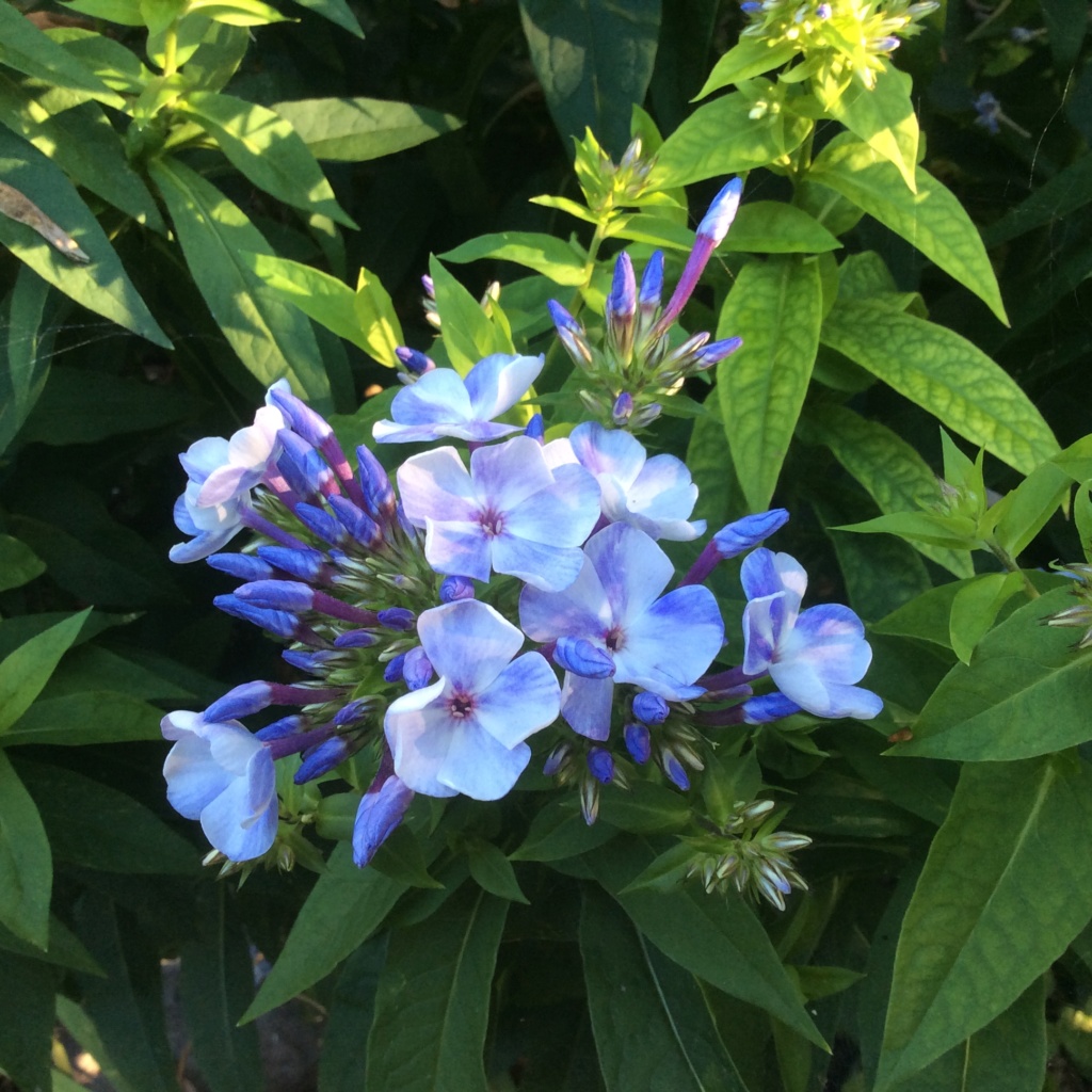 Phlox panicul&eacute;, phlox des jardins, Phlox paniculata 'Blue Flame'