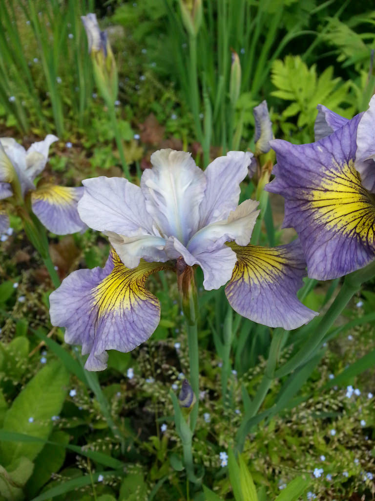 Iris de Sib&eacute;rie, Iris sibirica 'Echo the Wind'