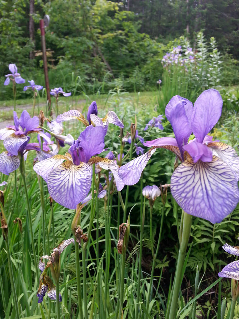 Iris de Sib&eacute;rie, Iris sibirica 'Shaker&rsquo;s Prayer'