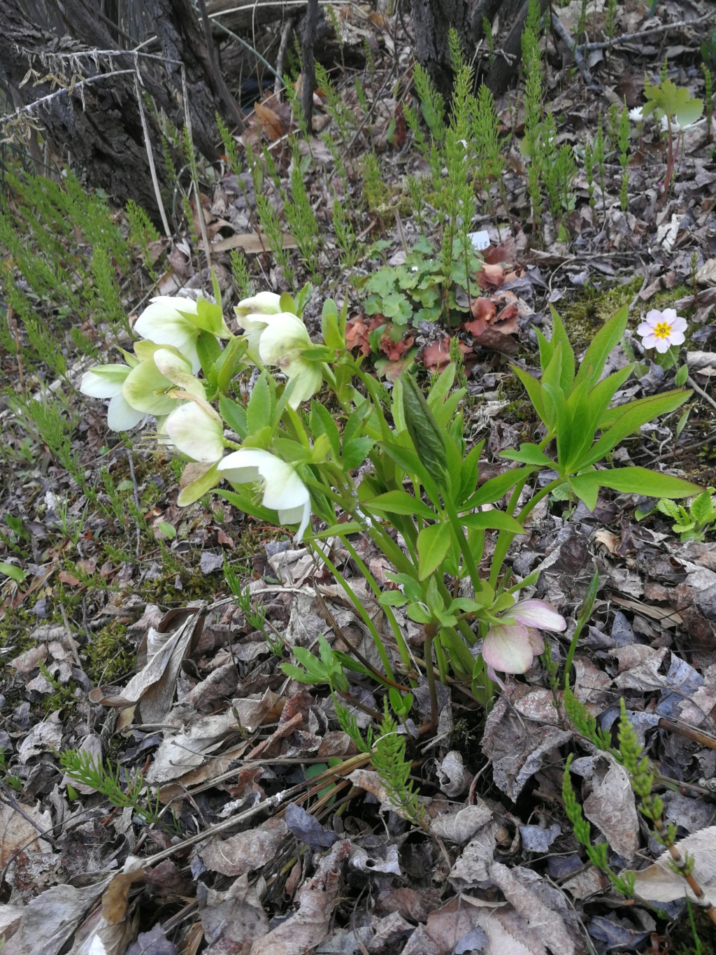 Hellébore Helleborus ×orientalis 