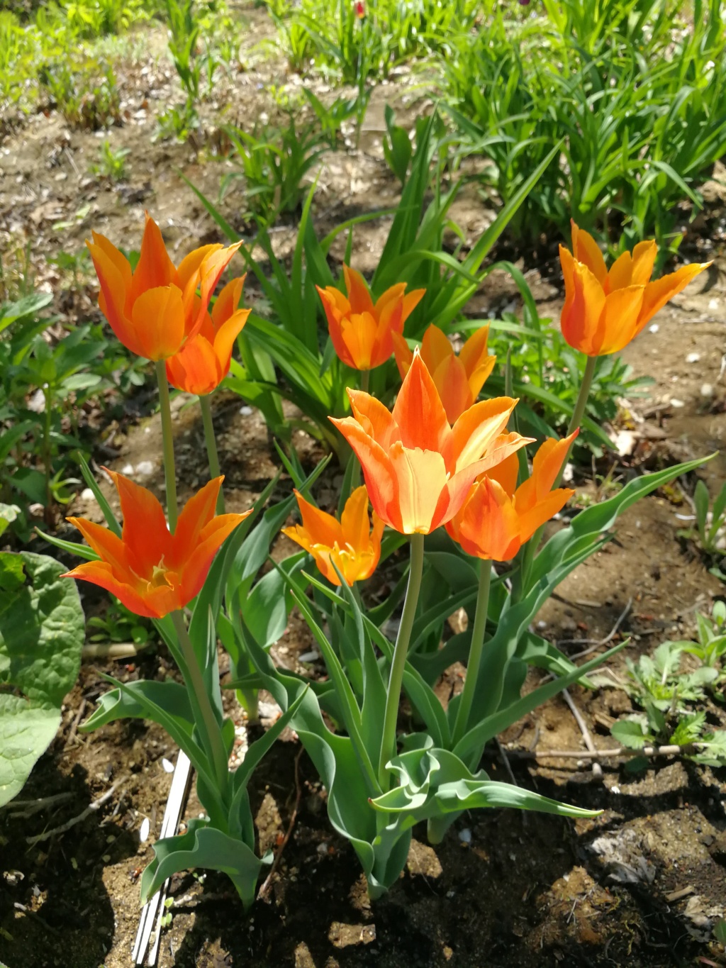 Tulipe, tulipes, Tulipa 'Ballerina'