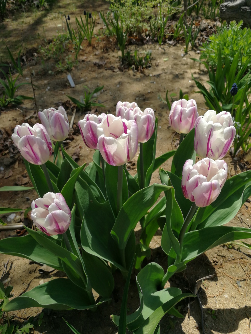 Tulipe, tulipes, Tulipa 'Flaming Flag'
