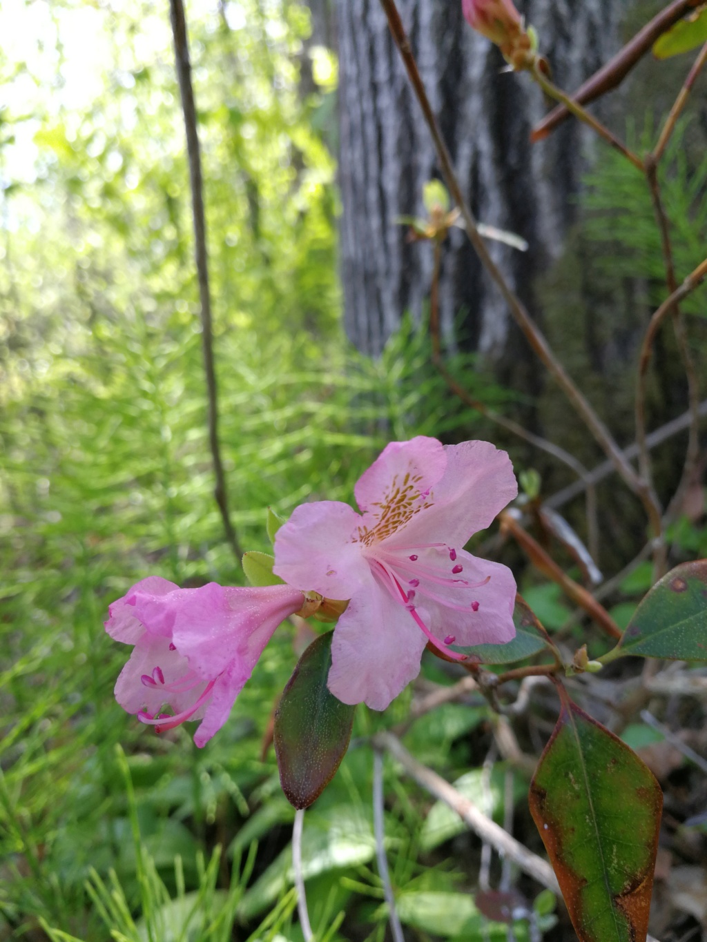 Rhododendron 'Weston&rsquo;s Aglo'