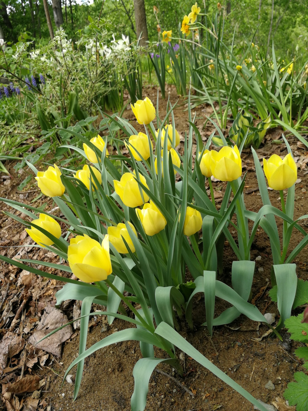 Tulipe, tulipes, Tulipa batalinii 'Bright Gem'
