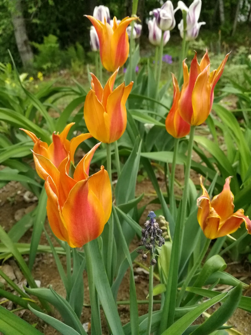 Tulipe, tulipes, Tulipa 'Ballerina'
