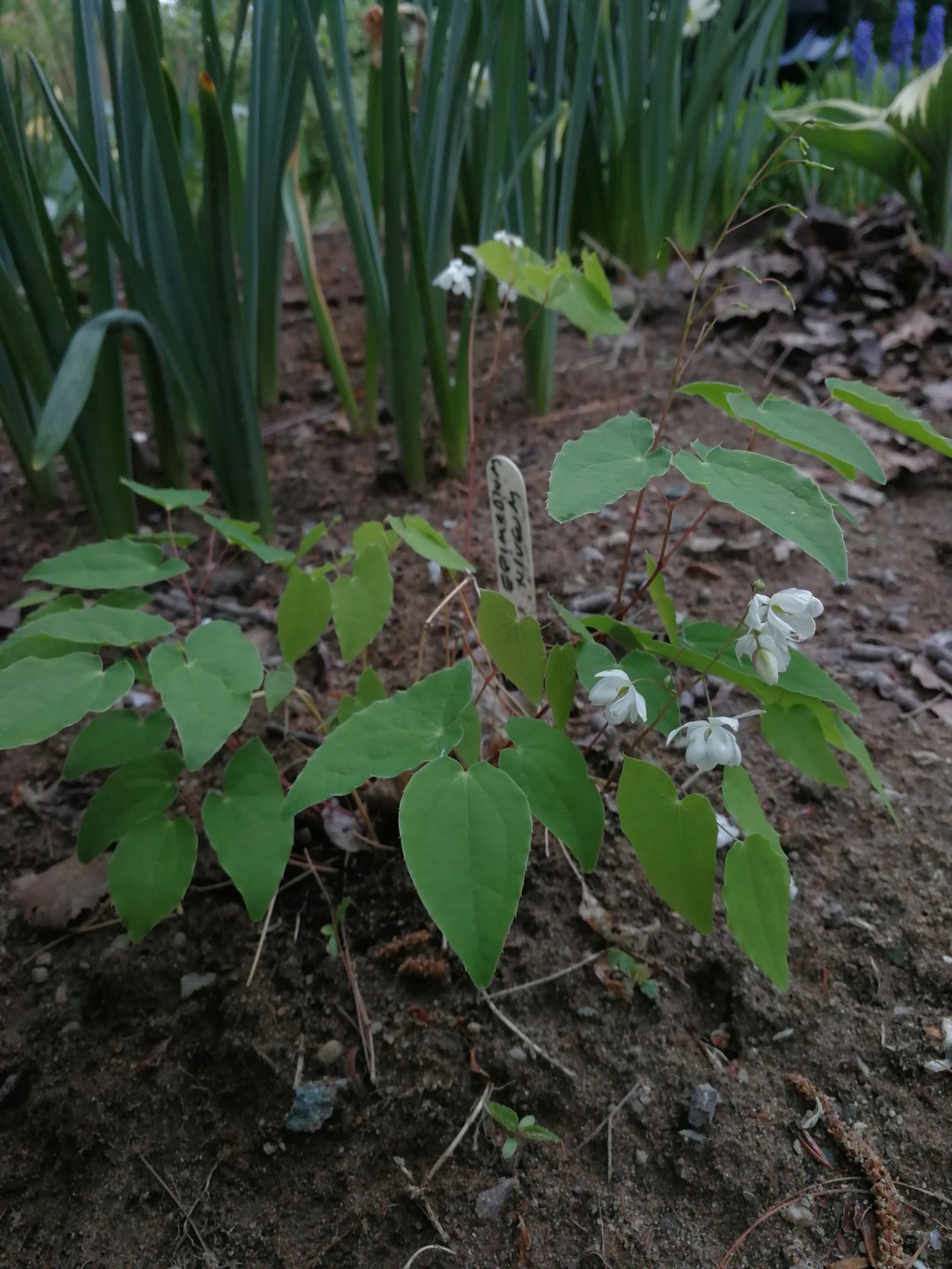 Epimède, fleur des elfes, Épimédium Epimedium youngianum niveum