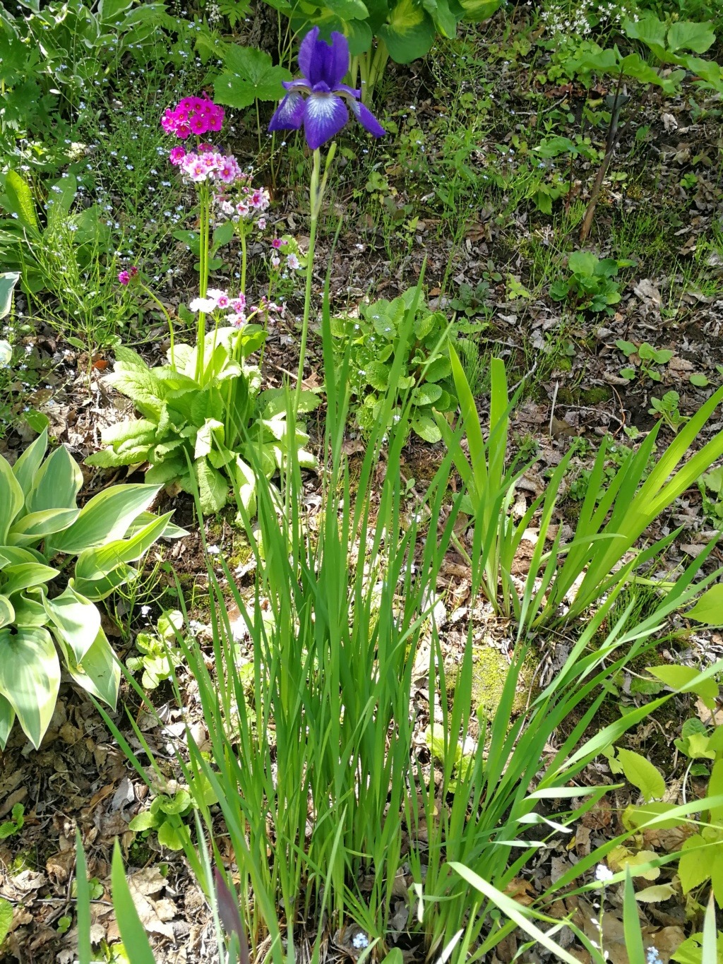 Iris typifolia 