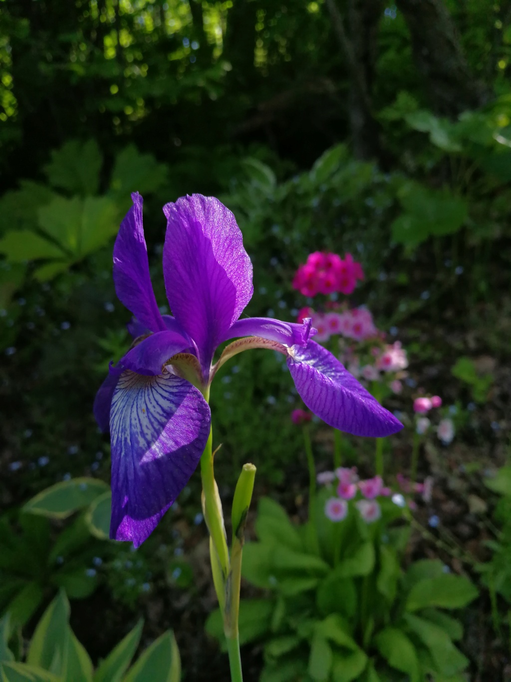 Iris typifolia 