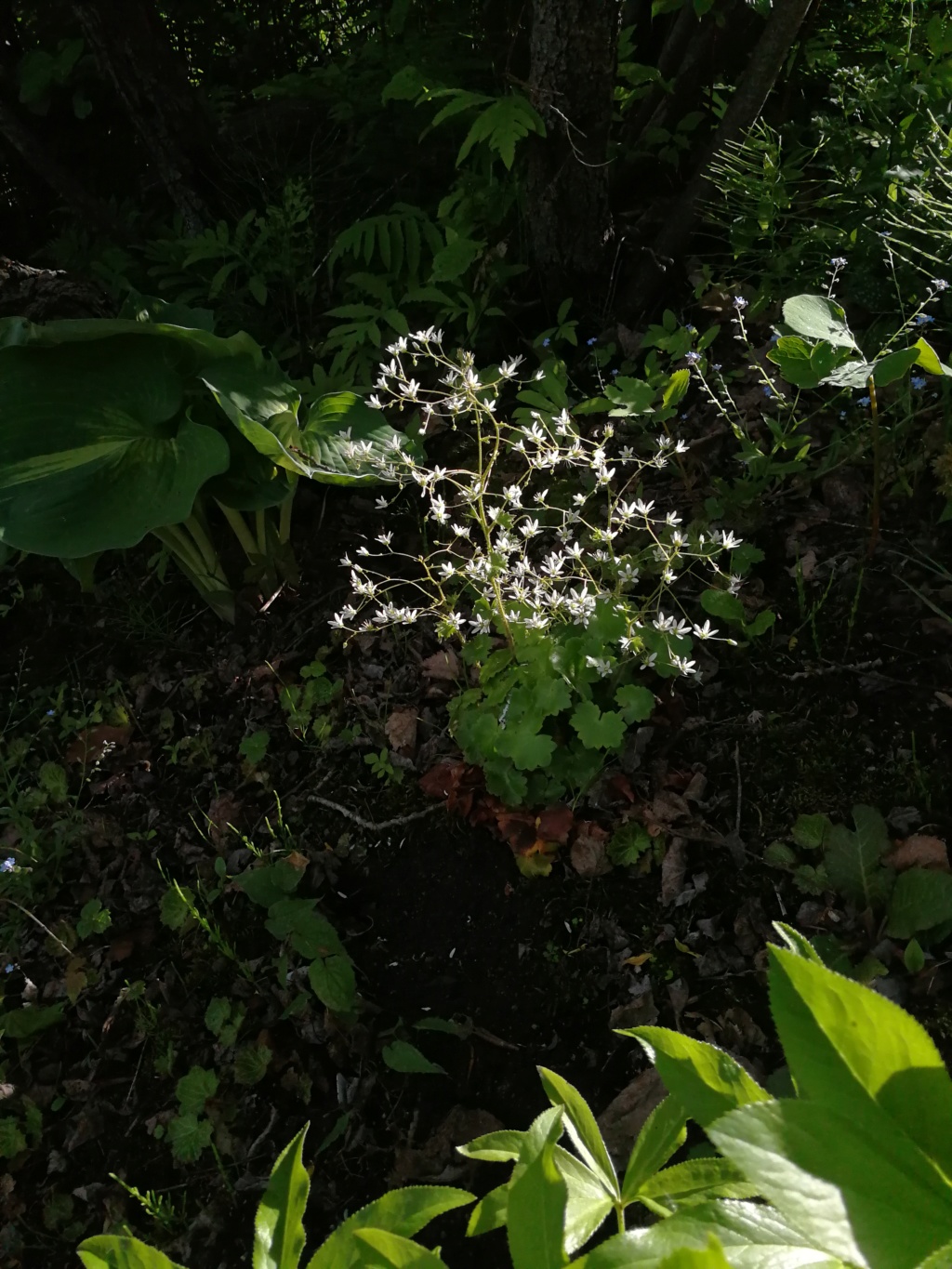 Saxifrage, Saxifrage &agrave; feuilles rondes, Saxifraga rotundifolia 