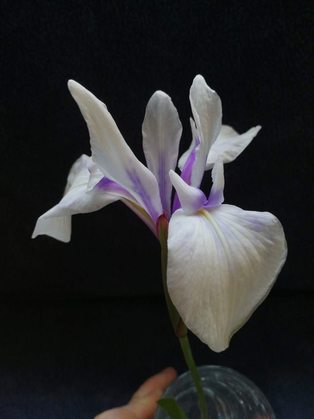 Iris d&rsquo;eau japonais, Iris des rives, Iris laevigata 'Snow Drift'