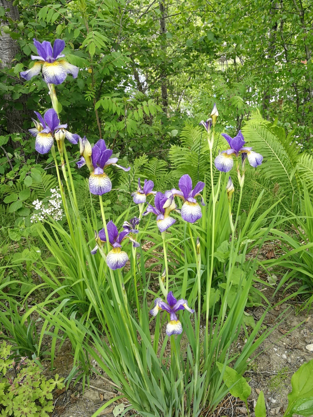 Iris de Sib&eacute;rie, Iris sibirica 'Pennywhistle'