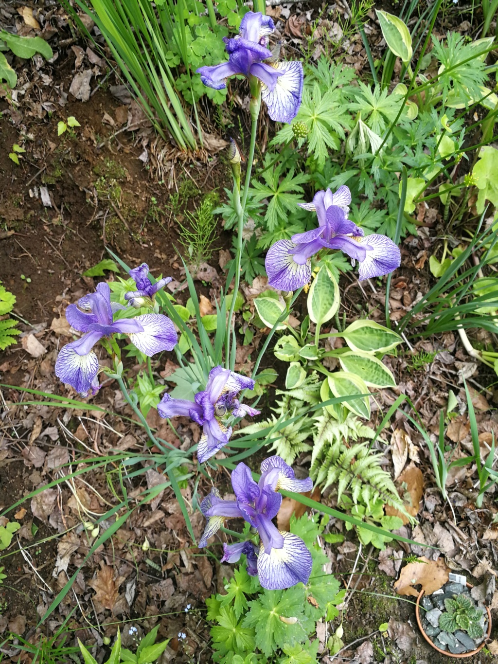 Iris de Sib&eacute;rie, Iris sibirica 'Banish Misfortune'