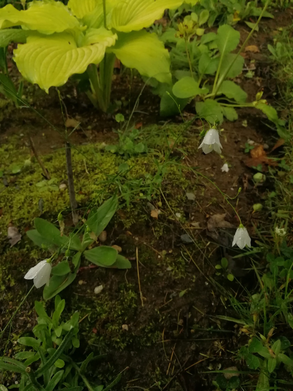 Campanule, Campanule &agrave; feuilles rondes, Campanula rotundifolia 'blanche'