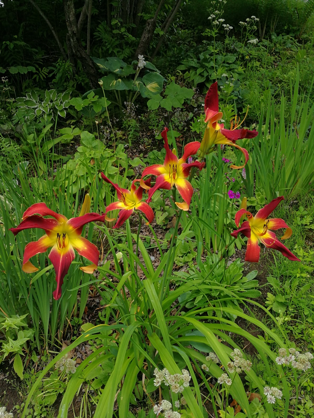 H&eacute;m&eacute;rocalle, Hemerocallis ×hybrida 'Red Suspenders'